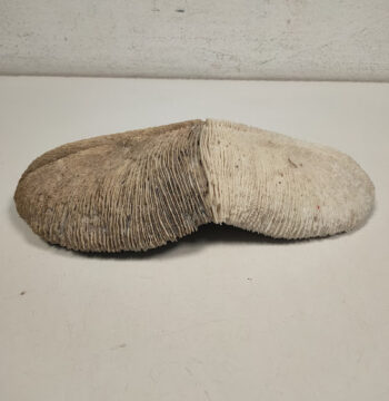 Corallo Fungo Scheletro di Colore Bianco/Grigio