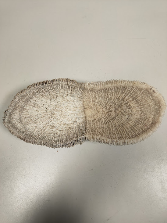 Corallo Fungo Scheletro di Colore Bianco/Grigio