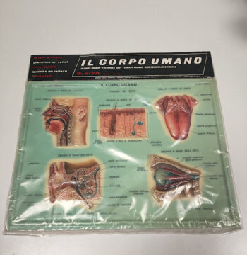 Plastico in Rilievo "Il Corpo Umano-Rico" Vintage Anni '60