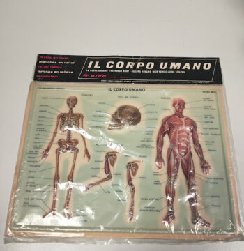 Plastico in Rilievo "Il Corpo Umano-Rico" Vintage Anni '60