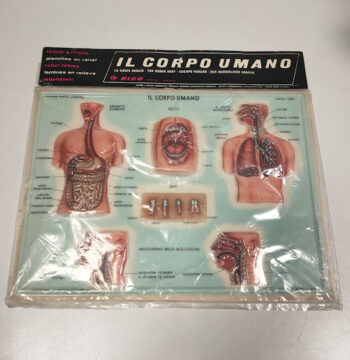 Plastico in Rilievo "Il Corpo Umano-Rico" Vintage Anni '60