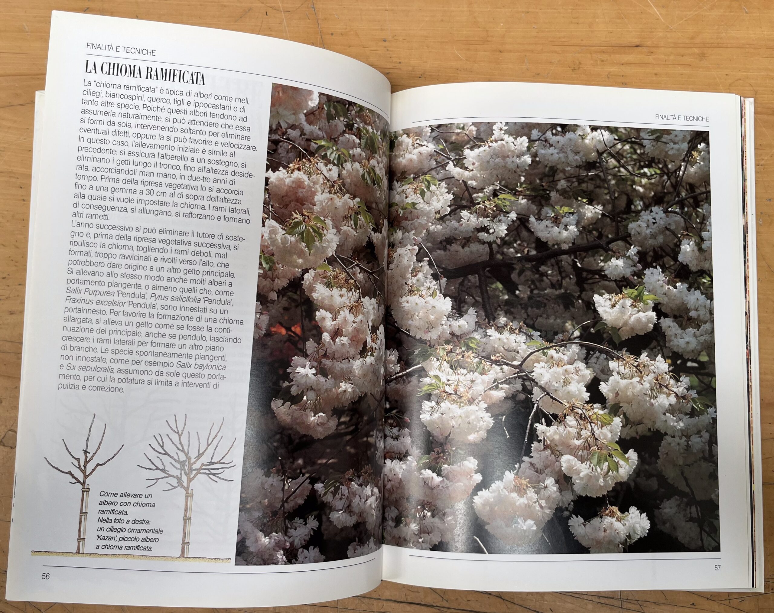 Libro "Potatura secondo natura - Manuale pratico" di M. Lombardi e C. Serra Zanetti - Euroclub I Edizione 1997